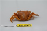 藏品(拉氏清溪蟹)的圖片